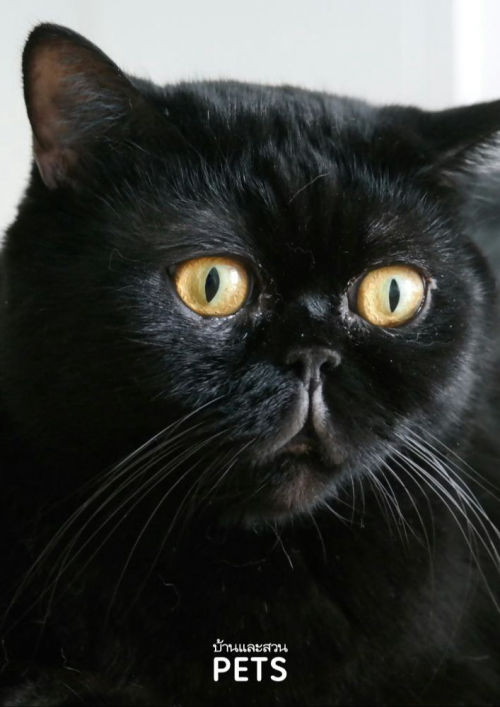 นิยายรักโรแมนติก 1