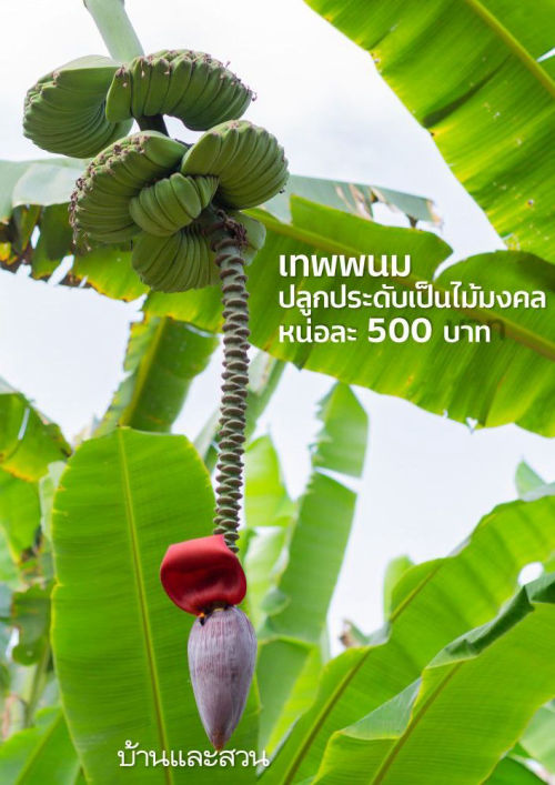 เล่มนี้จะเผยแพร่ หกโมงเช้าวันหวยออกครัช